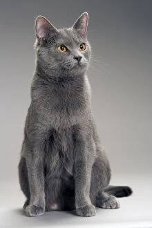 Images Dated 10th February 2005: Cat - Chartreux in studio