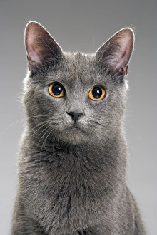 Images Dated 10th February 2005: Cat - Chartreux in studio