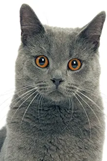 Staring Prints: Cat - Chartreux in studio