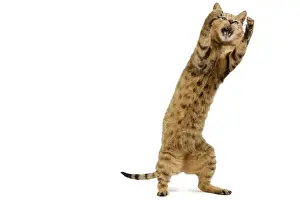 Cat - Chausie Brown Spotted Tabby: Jungle Cat (Felis chaus) crossed with domestic cat - standing on hind legs
