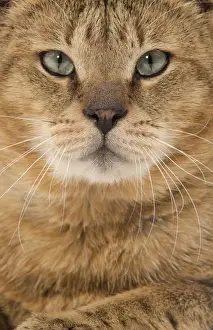 Cat - Chausie Brown Spotted Tabby: Jungle Cat (Felis chaus) crossed with domestic cat - close up of face