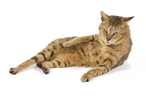 Cat - Chausie Brown Spotted Tabby: Jungle Cat (Felis chaus) crossed with domestic cat - lying down