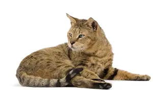 Cat - Chausie Brown Spotted Tabby: Jungle Cat (Felis chaus) crossed with domestic cat - lying down