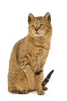 Cat - Chausie Brown Spotted Tabby: Jungle Cat (Felis chaus) crossed with domestic cat - sitting down