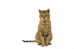 Cat - Chausie Brown Spotted Tabby: Jungle Cat (Felis chaus) crossed with domestic cat - sitting down