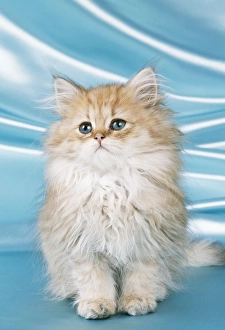 Ginger And White Collection: CAT - Chinchilla kitten