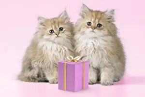 Celebrations Prints: Cat - Chinchilla Kittens with present Digital Manipulation: Present JD