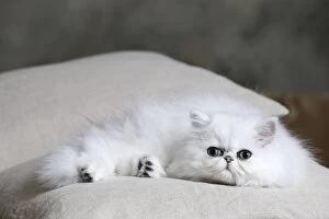 Images Dated 21st October 2015: Cat Chinchilla Persian