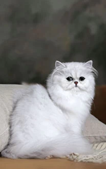 Images Dated 21st October 2015: Cat Chinchilla Persian