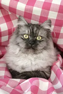 Chinchillas Prints: Cat - Chincilla X Persian. dark silver smoke