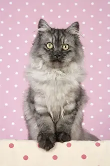 Cat - Chincilla X Persian. dark silver smoke