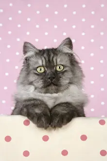 Cat - Chincilla X Persian. dark silver smoke Digital Manipulation: softend Cat's face/eyes