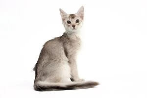 Images Dated 7th February 2014: Cat - Chocolate 7 Silver Abyssinian
