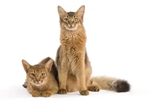 Cat Prints: Cat - Chocolate Abyssinian
