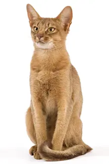Cat - Chocolate Abyssinian
