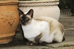 Pots Prints: CAT. Chocolate point siamese cat sitting in front of flower pots