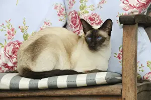 Chairs Prints: CAT. Chocolate point siamese cat sitting on a garden chair