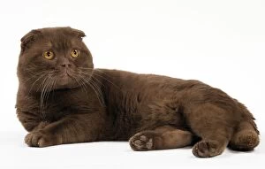 Images Dated 22nd March 2016: Cat Chocolate Scottish Fold