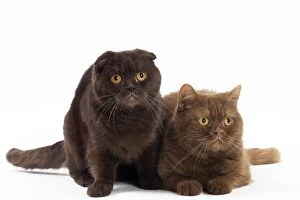 Images Dated 22nd March 2016: Cat Chocolate Scottish Fold and Cinnamon Scottish