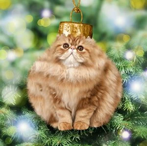 Cats Gallery: Cat - Christmas bauble. Digital Manipulation