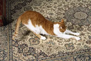 Cat - clawing at carpet