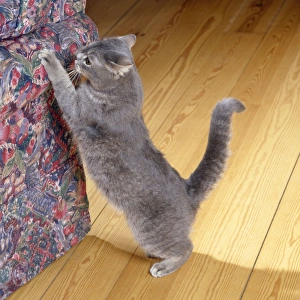 Images Dated 19th September 2007: Cat - clawing furniture
