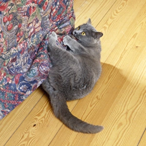 Images Dated 19th September 2007: Cat - clawing furniture