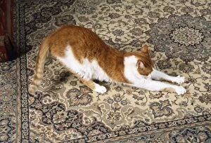 CAT - clawing / scratching carpet in house
