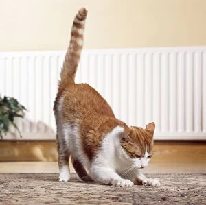 CAT - Clawing / scratching at carpet inside house