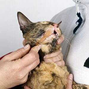Brushes Gallery: CAT - Cleaning a cat's teeth