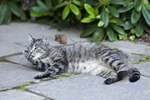 Lick Prints: Cat - cleaning itself outdoors - Lower Saxony - Germany