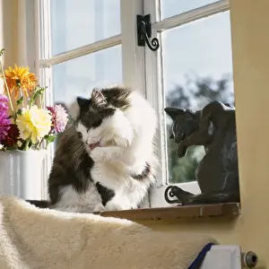 Cat - cleaning itself by window