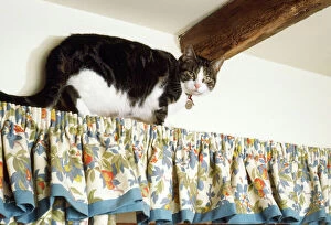 Images Dated 18th September 2007: Cat - climbing