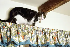 Climbing Prints: Cat - climbing