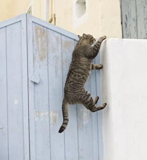 Images Dated 10th April 2012: Cat - climbing a wall