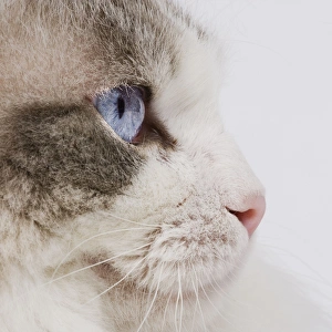 Images Dated 25th February 2008: Cat - close-up of face & eye