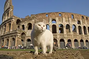 Landmark Prints: Cat - in front of the Colosseum - Rome - Italy