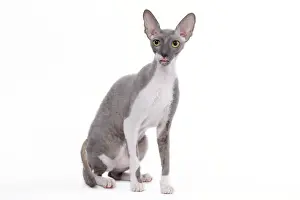 Cat - Cornish Rex