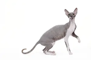 Cat - Cornish Rex