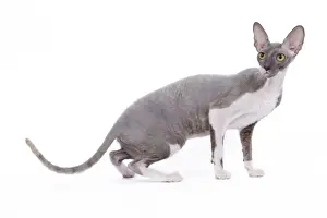 Cat - Cornish Rex