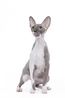 Cat - Cornish Rex