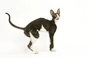 Images Dated 19th September 2005: Cat - Cornish Rex bicolor