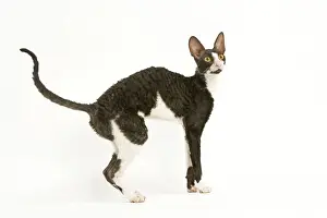 Cat - Cornish Rex bicolor