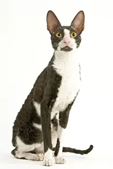 Cat - Cornish Rex bicolor