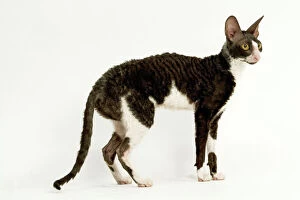 Cat - Cornish Rex, Black & White shorthair Bicolour. Standing, side view