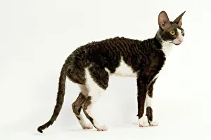 Bizarre Collection: Cat - Cornish Rex - Shorthaired Bicolour Black & White
