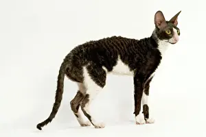 Unusual Prints: Cat - Cornish Rex - Shorthaired Bicolour Black & White