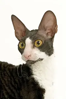 Cat - Cornish Rex - Shorthaired Bicolour Black & White
