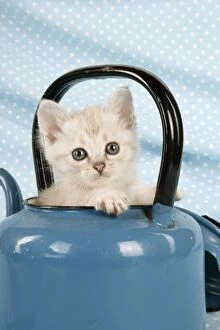 Cat - Cream Asian kitten in teapot