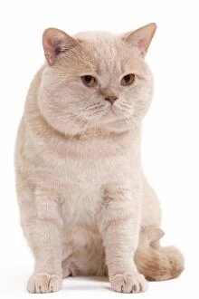 Cat cream british shorthair